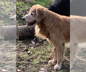 Father of the Goldendoodle puppies born on 10/15/2024