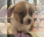 Small Photo #22 Pembroke Welsh Corgi Puppy For Sale in JACKSON, NJ, USA