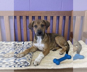 Labrador Retriever-Unknown Mix Dogs for adoption in Genesee, WI, USA