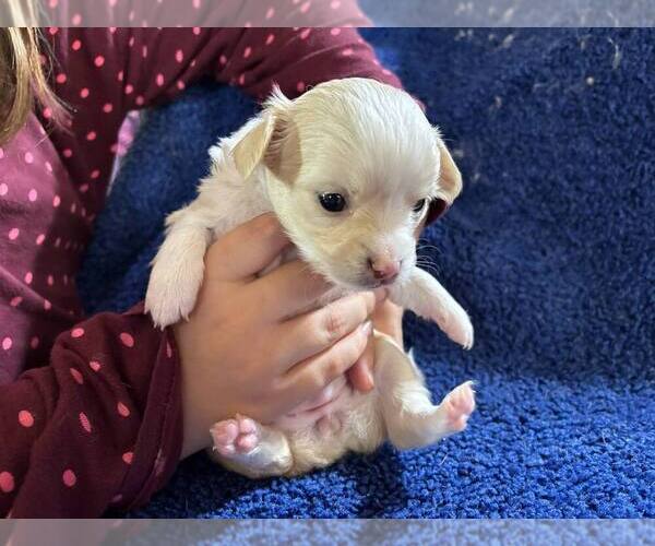 Medium Photo #4 Chihuahua Puppy For Sale in ABILENE, KS, USA