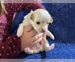 Small #3 Chihuahua