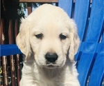 Small Photo #9 English Cream Golden Retriever Puppy For Sale in UNIVERSITY PL, WA, USA