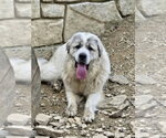 Small Great Pyrenees
