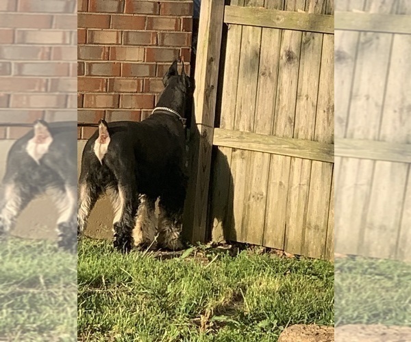 Medium Photo #36 Schnauzer (Giant) Puppy For Sale in DAYTON, OH, USA
