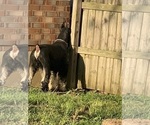 Small #35 Schnauzer (Giant)