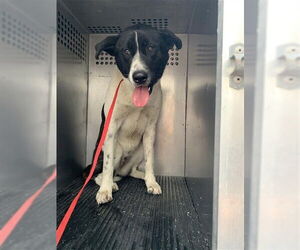 Akita Dogs for adoption in Corpus Christi, TX, USA