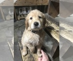 Small Photo #7 Golden Retriever Puppy For Sale in BARRE, MA, USA