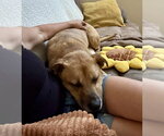 Small #14 Labrador Retriever Mix