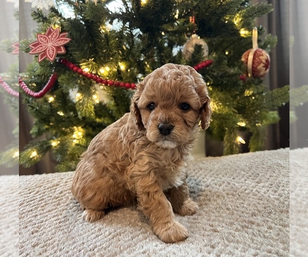 Medium Photo #1 Cavapoo (Miniature) Puppy For Sale in SPARTANBURG, SC, USA