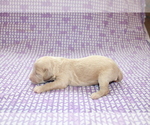 Small Photo #4 Goldendoodle (Miniature) Puppy For Sale in BLMGTN, IN, USA