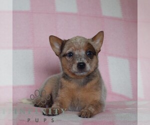 Australian Cattle Dog Puppy for Sale in ATGLEN, Pennsylvania USA