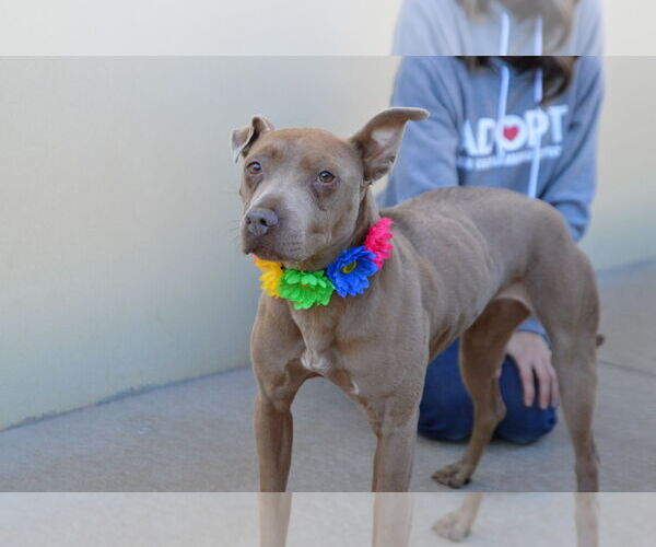 Medium Photo #2 American Pit Bull Terrier-Unknown Mix Puppy For Sale in McKinney, TX, USA
