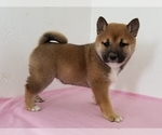 Small Photo #6 Shiba Inu Puppy For Sale in CLARK, MO, USA