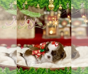 Shih Tzu Puppy for sale in SUGAR HILL, GA, USA