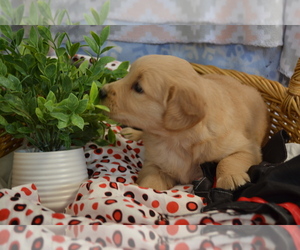 Medium Golden Retriever