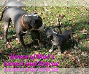 American Pit Bull Terrier Puppy for sale in DELAWARE, OH, USA