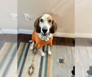 Coonhound-Unknown Mix Dogs for adoption in Lakewood, CO, USA