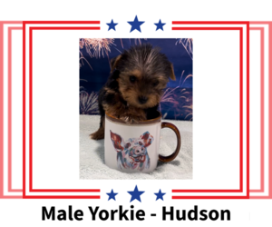 Yorkshire Terrier Puppy for sale in AZLE, TX, USA