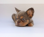 Small #1 French Bulldog