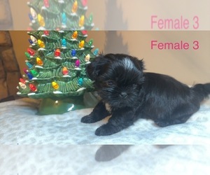 Shih Tzu Puppy for sale in MENDENHALL, MS, USA