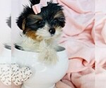 Small #1 Biewer Terrier