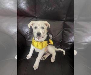 Huskies -Labrador Retriever Mix Dogs for adoption in Brewster, NY, USA