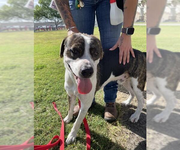 Medium Photo #2 American Pit Bull Terrier-Unknown Mix Puppy For Sale in Corpus Christi, TX, USA