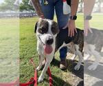 Small #1 American Pit Bull Terrier Mix