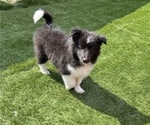 Small Shetland Sheepdog