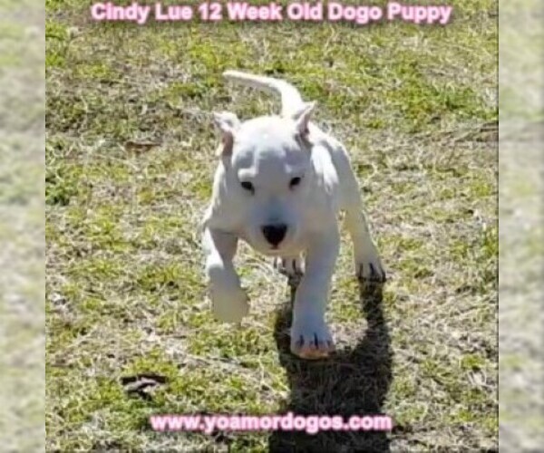 Medium Photo #159 Dogo Argentino Puppy For Sale in PINEVILLE, MO, USA