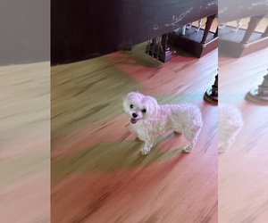 Father of the Maltese puppies born on 08/20/2025