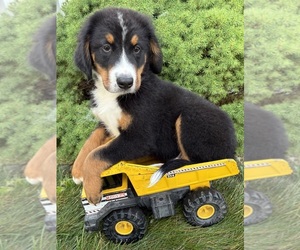 Bernese Mountain Dog Puppy for sale in MIDDLEBURY, IN, USA