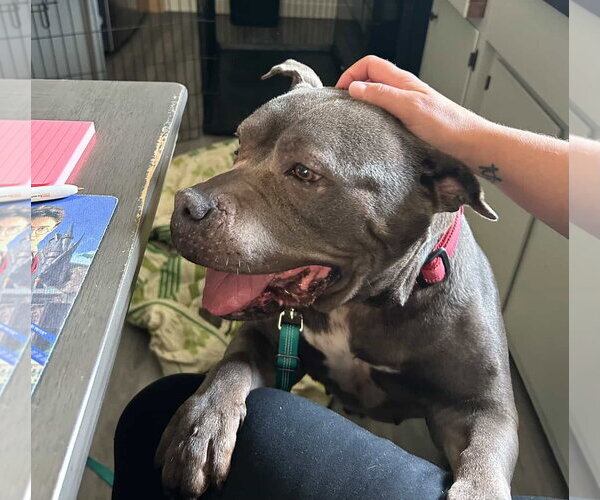 Medium Photo #6 Mutt Puppy For Sale in Brooklyn, NY, USA