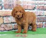 Small Photo #1 Goldendoodle Puppy For Sale in BEL AIR, MD, USA