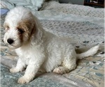 Small Photo #47 Goldendoodle (Miniature) Puppy For Sale in PENSACOLA, FL, USA