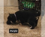 Small Photo #2 Shiba Inu Puppy For Sale in BERESFORD, SD, USA