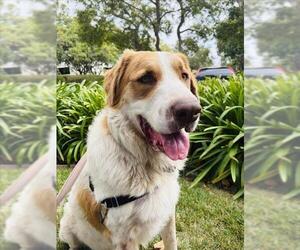 Saint Bernard Dogs for adoption in Santa Barbara, CA, USA