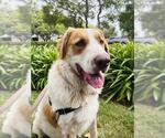 BENNY - Male Saint Bernard Dog for Adoption - Small photo