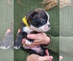 Small Photo #12 Boston Terrier Puppy For Sale in MCMINNVILLE, TN, USA