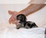 Small #7 Poodle (Toy)-YorkiePoo Mix