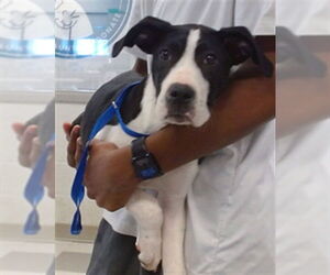 Great Dane Dogs for adoption in Oklahoma City, OK, USA