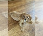 Puppy Puppy 5 Cavalier King Charles Spaniel