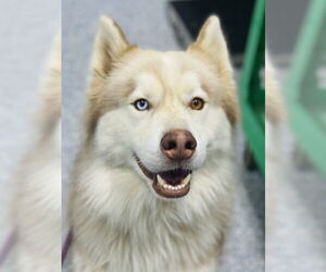 Siberian Husky Dogs for adoption in Westminster, MD, USA