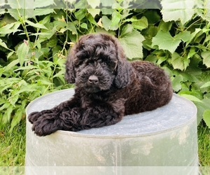 Goldendoodle (Miniature) Puppy for Sale in KOKOMO, Indiana USA
