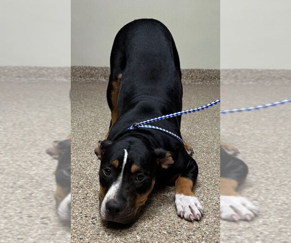 Medium Photo #5 American Pit Bull Terrier Puppy For Sale in Great Bend, KS, USA