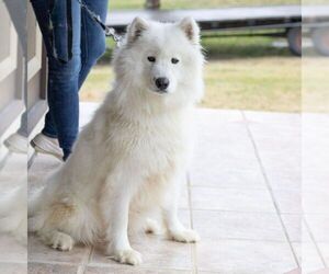 Mother of the Samoyed puppies born on 01/25/2024