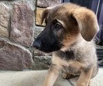 Small Photo #3 German Shepherd Dog Puppy For Sale in MOORESVILLE, NC, USA