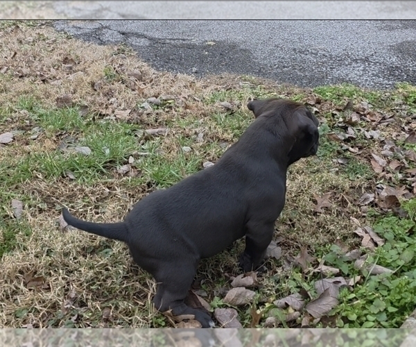 Medium Photo #6 American Bully Puppy For Sale in PADUCAH, KY, USA