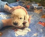 Puppy Puppy 1 Orange Golden Retriever