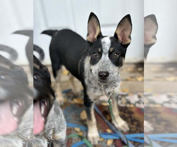 Medium Photo #4 Mutt Puppy For Sale in Paso Robles, CA, USA